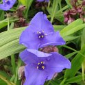 Tradescantia x andersoniana 'Isis' fleur